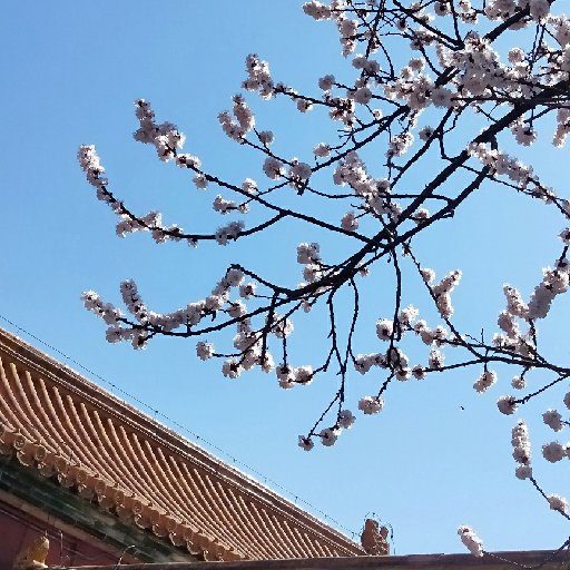 甜油果兒