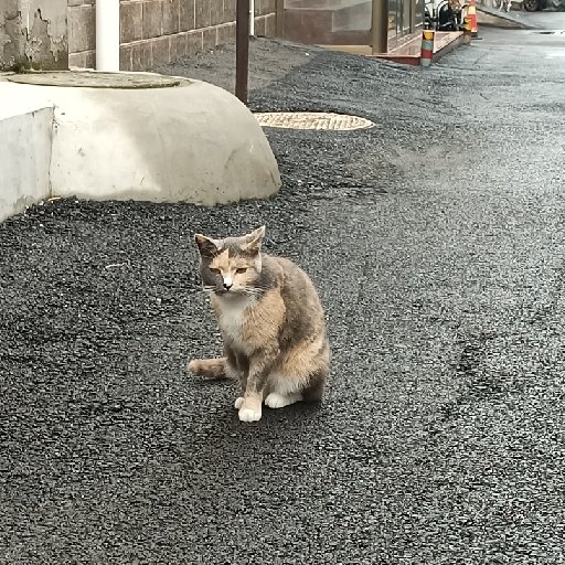 北暮孤橙