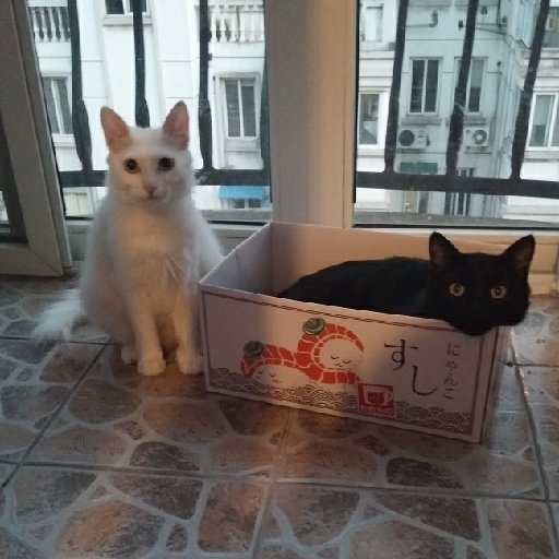 葉綠素大表姐