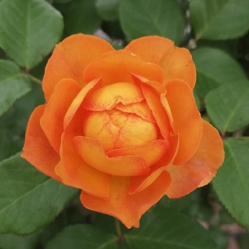 紅塵弱水