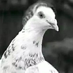 暢鴿