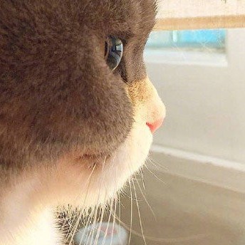 喵喵愛呲魚