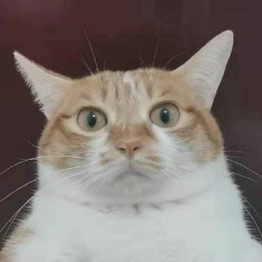 遠方的Z