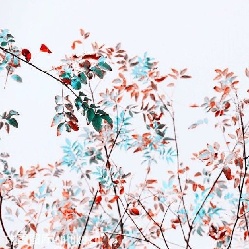 明日繁花