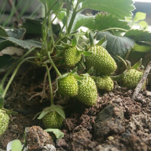 木上淺