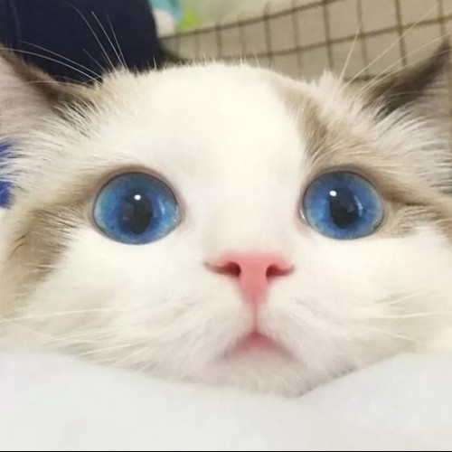 貓是液體