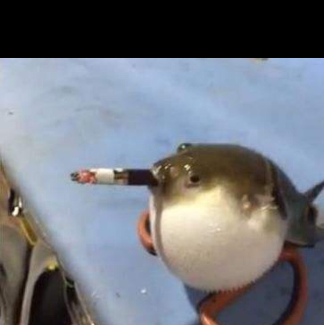 魚是烀