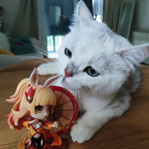 雙貓王
