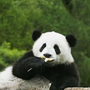 追影子的狗