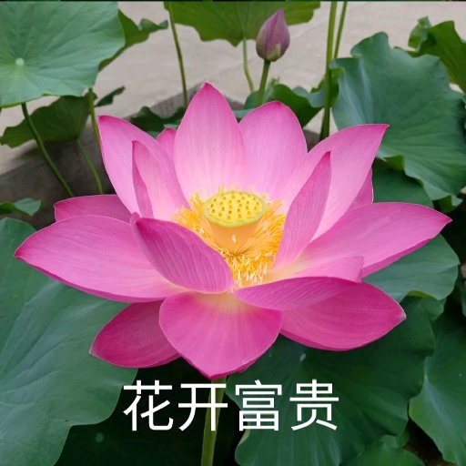 寫書餓死
