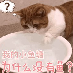 青酒煮月