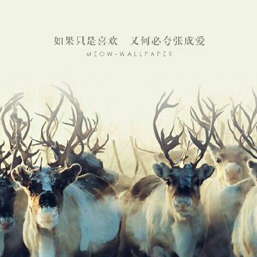 如影只隨你