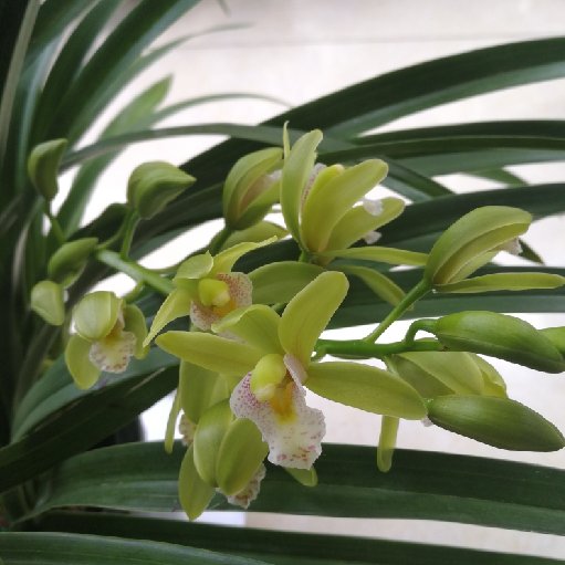 夢植植