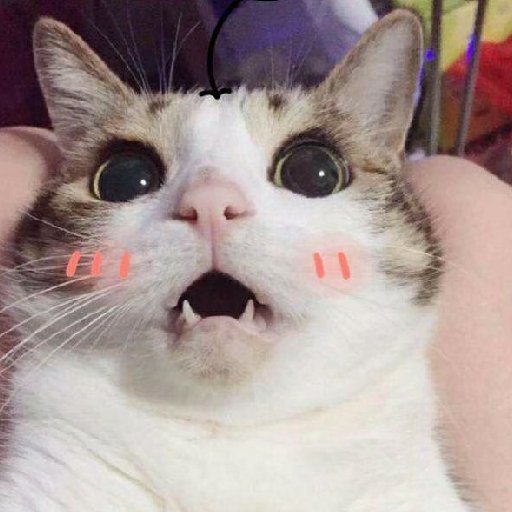 小安晴丫