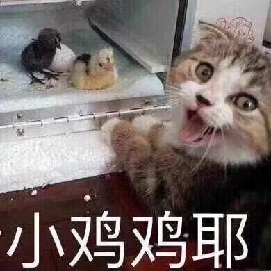 姑獲雞
