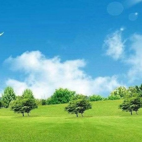 林之雄鷹