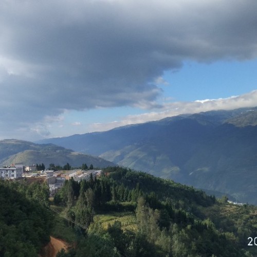 山梨樹