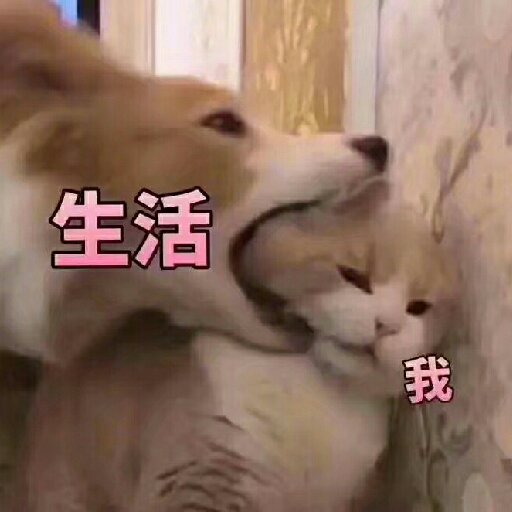 寒雁不歸