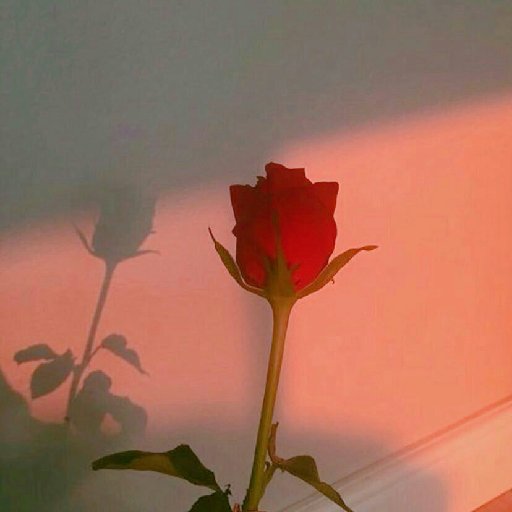 清秋折花枝
