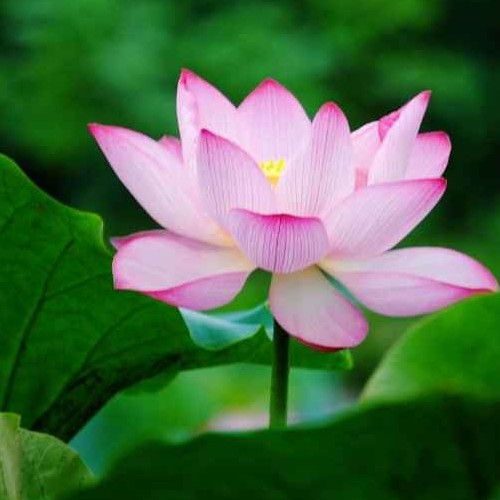 花夢淮遠
