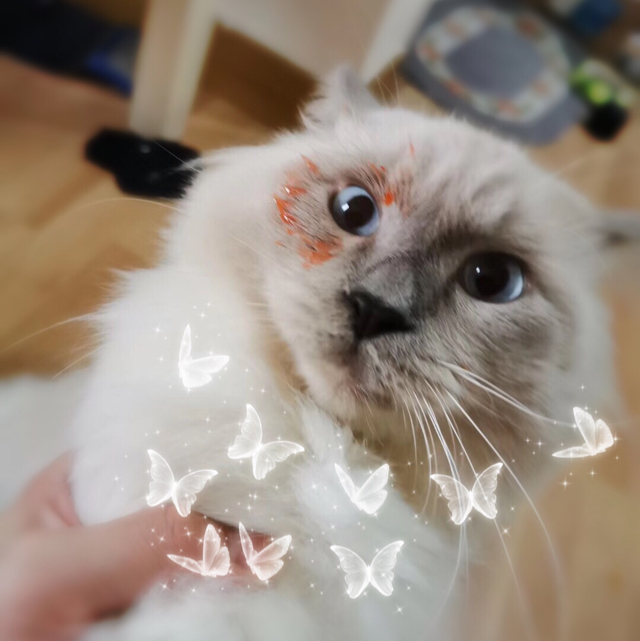 Rm貓貓