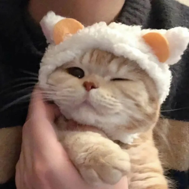 才小魚
