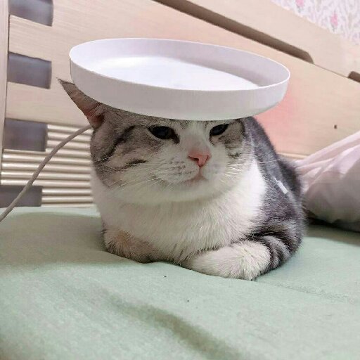 小小胖叔