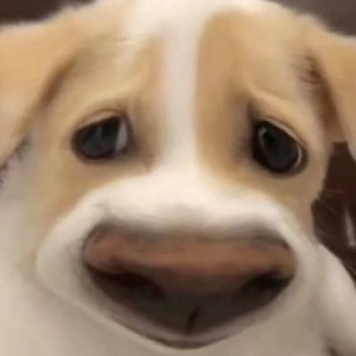 嬌子多嬌