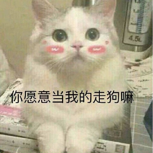 萌面小錦鯉