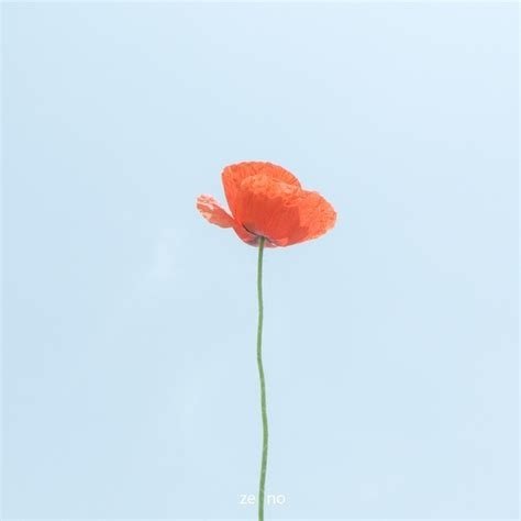 男十八一枝花