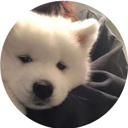 顧言非