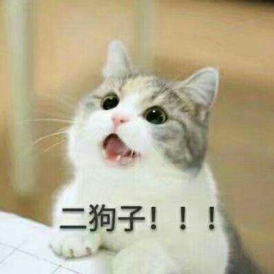 汪一喵