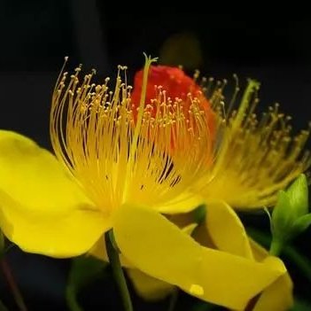 八月百合