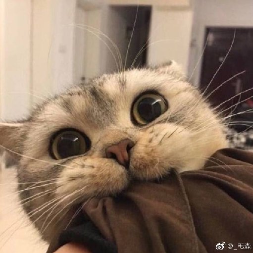 摩羯毛毛