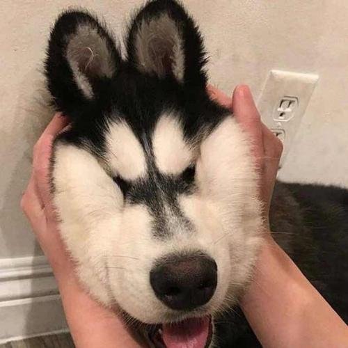 麻辣燙愛貓
