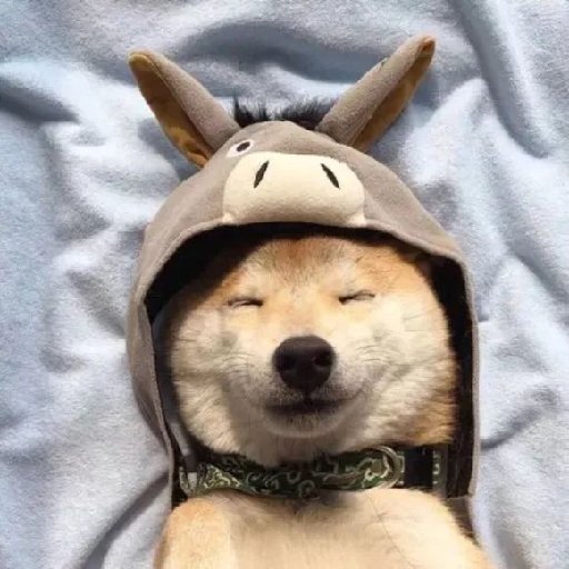 仙葉霧起