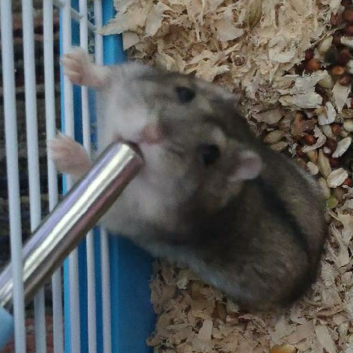 木木小Q
