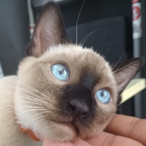 尹紫電