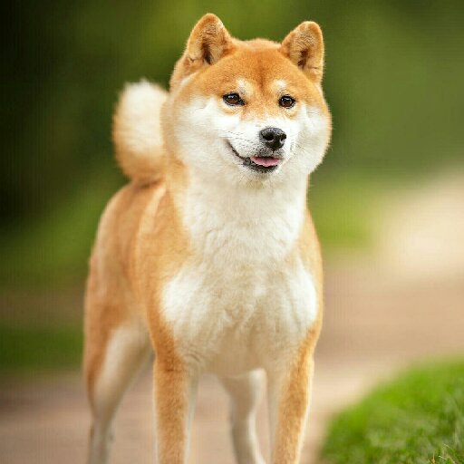 夢入風