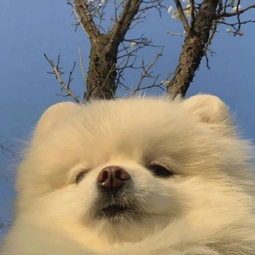 林苧