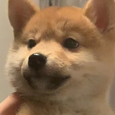 無敵小粽子