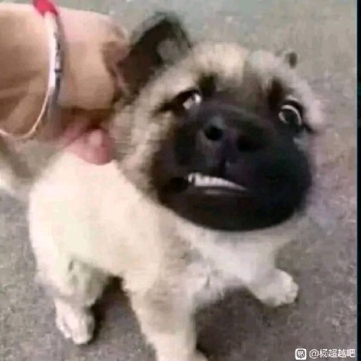 無辜的小害蟲