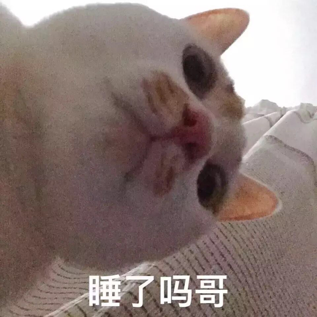 猩猩的親親