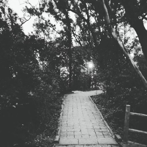 路七雀