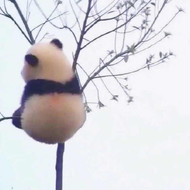 大牙很大