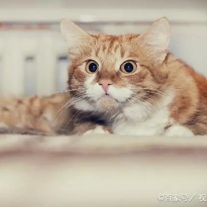 橘貓的夢