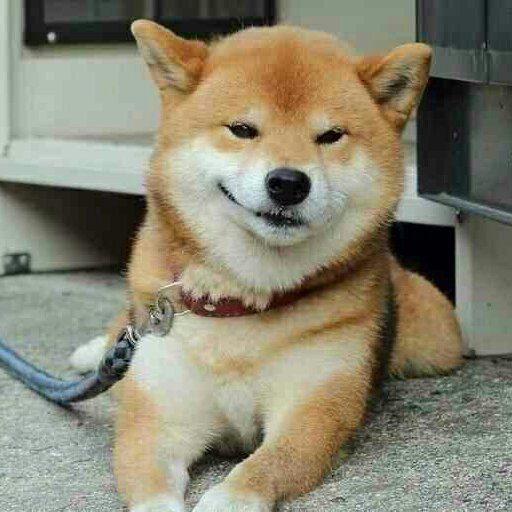 一口小白