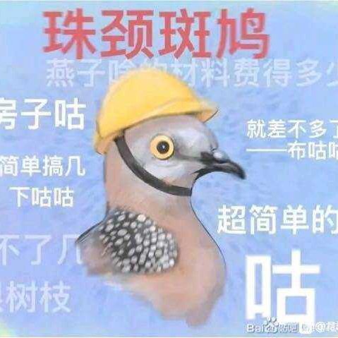 司徒南風君
