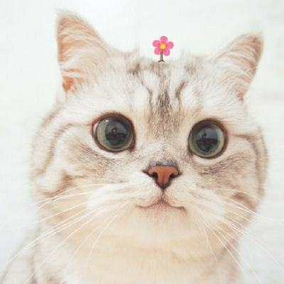宅9天然呆