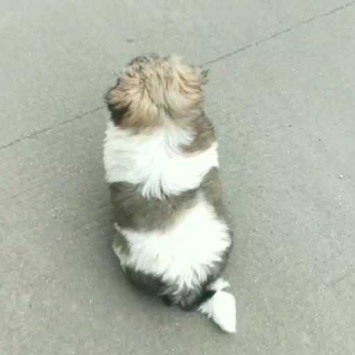 狂奔的花豹